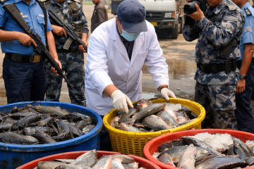 प्रतिबन्धित ‘अफ्रिकन मंगुर’ बजारमा:अवैध आयात रोक्न सरकारको कडा निर्देशन