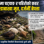 ५५ भेडाबाख्रा मृत, दर्जनौँ बेपत्ता: बाजुरामा चट्याङ र पहिरोको कहर