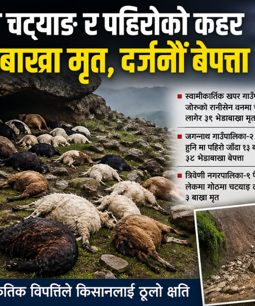५५ भेडाबाख्रा मृत, दर्जनौँ बेपत्ता: बाजुरामा चट्याङ र पहिरोको कहर