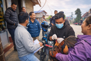 तराईमा बर्डफ्लु फैलिँदै गएपछि : ताप्लेजुङमा उच्च सतर्कता, नमूना संकलन सुरु