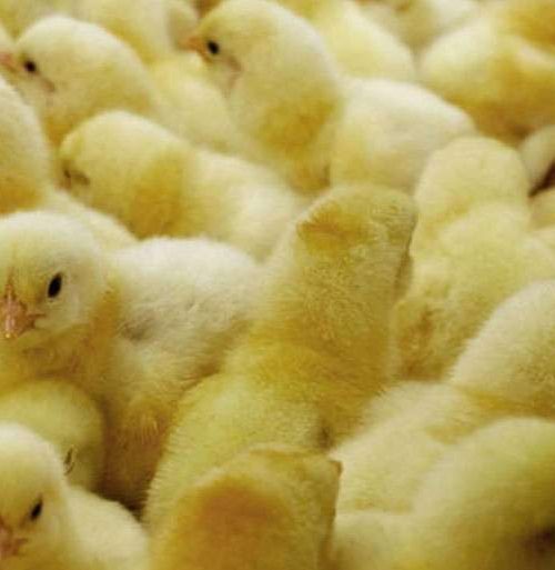 खुला सीमाको दुरुपयोग: बाँकेमा ठूलो परिमाणमा कुखुराका चल्ला पक्राउ