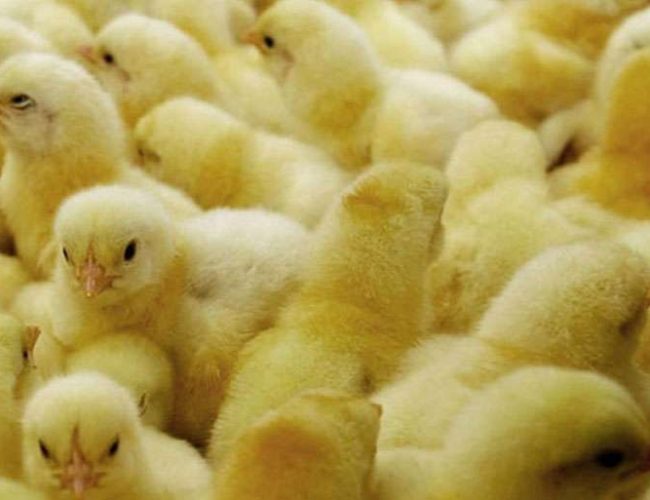 खुला सीमाको दुरुपयोग: बाँकेमा ठूलो परिमाणमा कुखुराका चल्ला पक्राउ