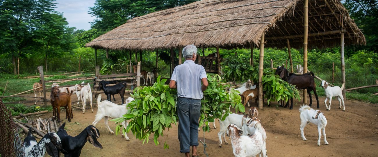 चितवनमा बाख्रा फर्म।