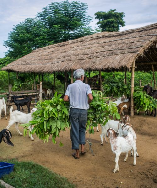 चितवनमा बाख्रा फर्म।