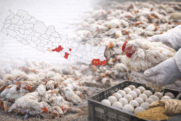 बर्डफ्लुको आतङ्क:१ लाख ३० हजारभन्दा बढी पक्षी नष्ट, जोखिम अझै कायम