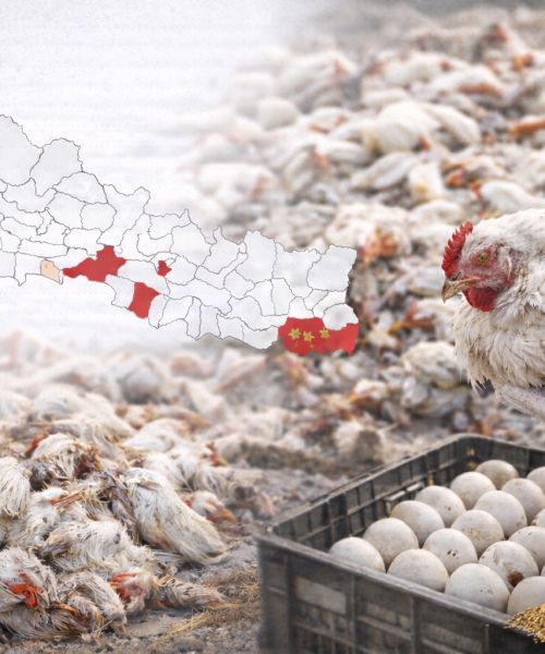 बर्डफ्लुको आतङ्क:१ लाख ३० हजारभन्दा बढी पक्षी नष्ट, जोखिम अझै कायम