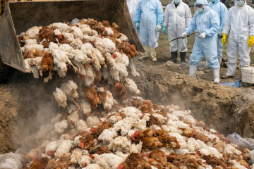 बर्डफ्लुको कहर: सुनसरी–मोरङमा २.२७ लाख कुखुरा सामूहिक नष्ट