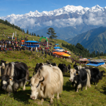 फालेलुङमा अनौठो महोत्सव :फुटबल जित्नुस्, ४० किलो घिउ पाउनुहोस्
