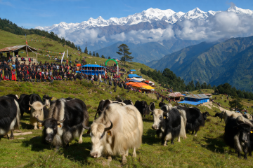 फालेलुङमा अनौठो महोत्सव :फुटबल जित्नुस्, ४० किलो घिउ पाउनुहोस्