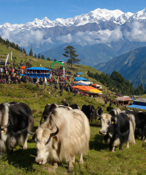 फालेलुङमा अनौठो महोत्सव :फुटबल जित्नुस्, ४० किलो घिउ पाउनुहोस्