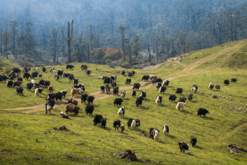 चौँरी छन् सयौं, बजार छैन कतै:तिब्बत सीमा बन्द हुँदा चौँरी पालक संकटमा