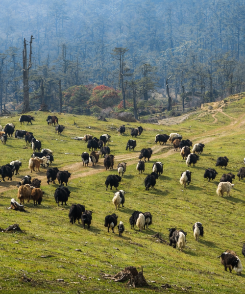 चौँरी छन् सयौं, बजार छैन कतै:तिब्बत सीमा बन्द हुँदा चौँरी पालक संकटमा