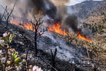 जुम्लाको एक स्याउ बगैंचामा भीषण आगलागी: सयौं विरुवा नष्ट, लाखौंको क्षति