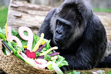 ६९ वर्षकी फातूको जन्मदिन : समयलाई जितेकी संसारकै वृद्ध गोरिल्लाको अनौठो जन्म उत्सव