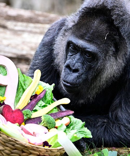 ६९ वर्षकी फातूको जन्मदिन : समयलाई जितेकी संसारकै वृद्ध गोरिल्लाको अनौठो जन्म उत्सव