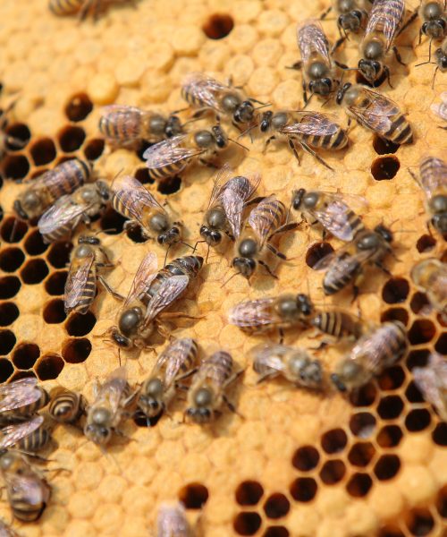 घारमा रानु मौरी