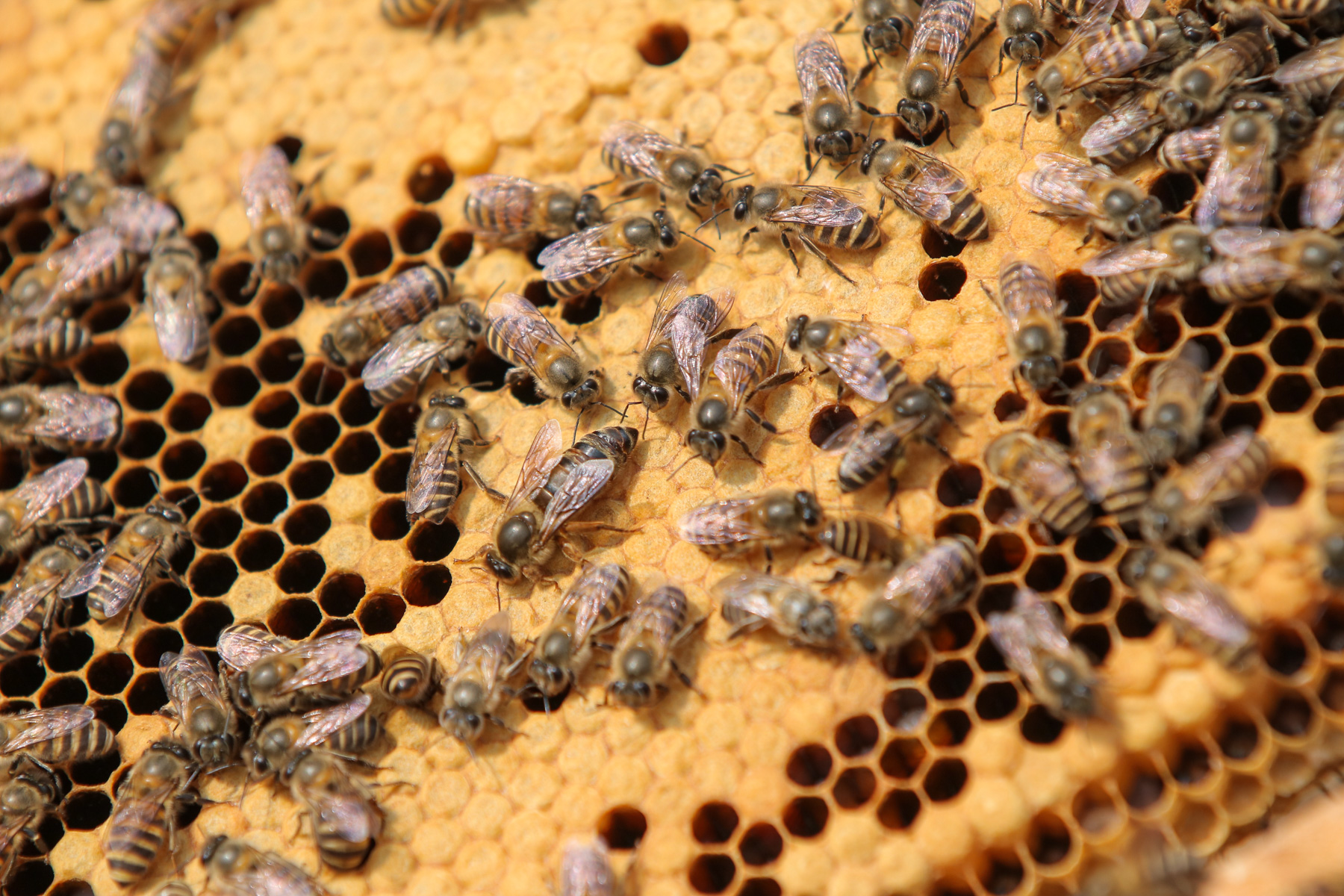 फोटो फिचर