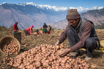 जुम्लाको अर्गानिक आलु: उत्पादन प्रशस्त, आम्दानी सीमित