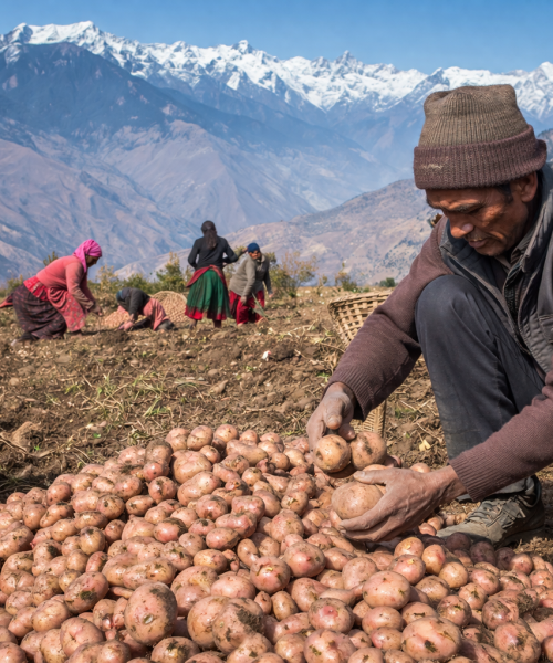 जुम्लाको अर्गानिक आलु: उत्पादन प्रशस्त, आम्दानी सीमित