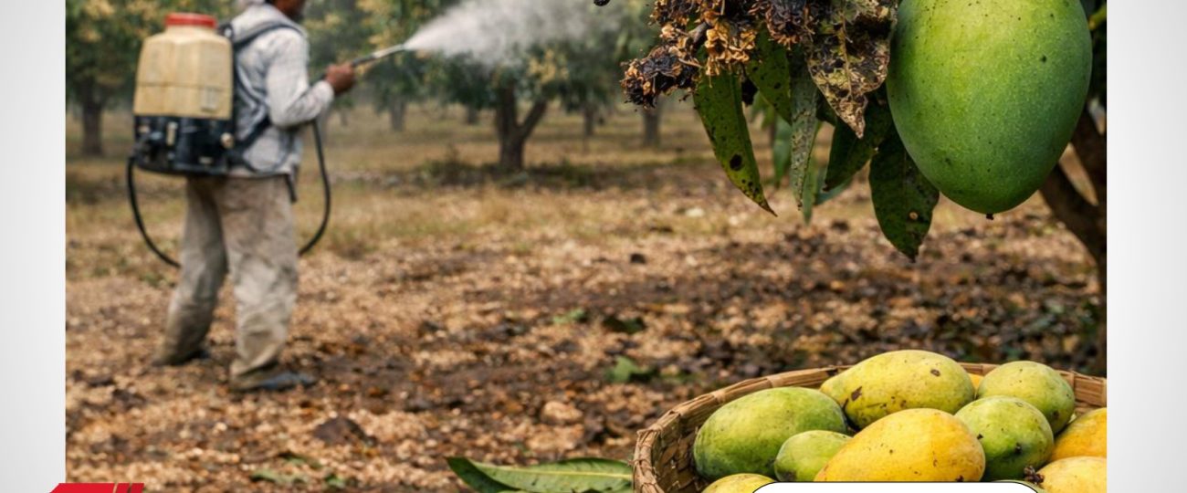 मधेसमा ‘मधुवा रोग’को प्रकोप :आँप उत्पादन अपेक्षाभन्दा घट्ने संकेत