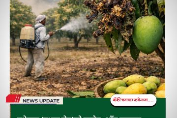 मधेसमा ‘मधुवा रोग’को प्रकोप :आँप उत्पादन अपेक्षाभन्दा घट्ने संकेत