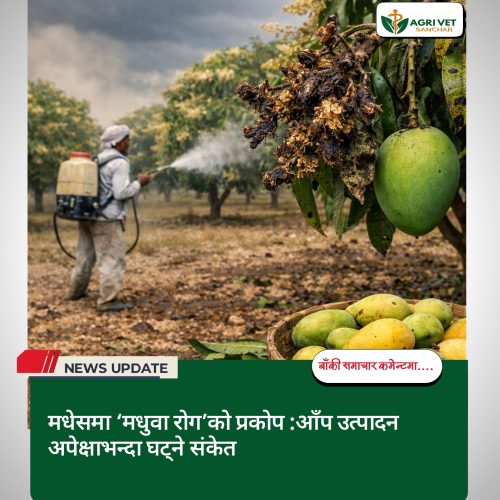 मधेसमा ‘मधुवा रोग’को प्रकोप :आँप उत्पादन अपेक्षाभन्दा घट्ने संकेत