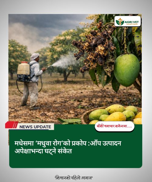 मधेसमा ‘मधुवा रोग’को प्रकोप :आँप उत्पादन अपेक्षाभन्दा घट्ने संकेत
