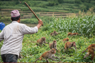 गण्डकीमा बाँदर आतंक बढ्दो : गण्डकीका सांसदद्वारा सरकारसँग ठोस योजना माग