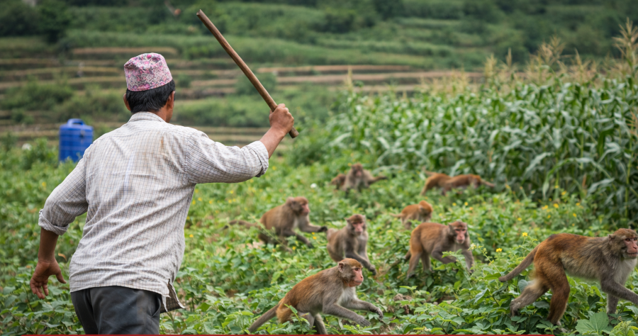 किसानका कुरा