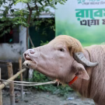 बंगलादेशमा चर्चित ‘डोनाल्ड ट्रम्प’ भैंसी राष्ट्रिय चिडियाखानामा सारियो