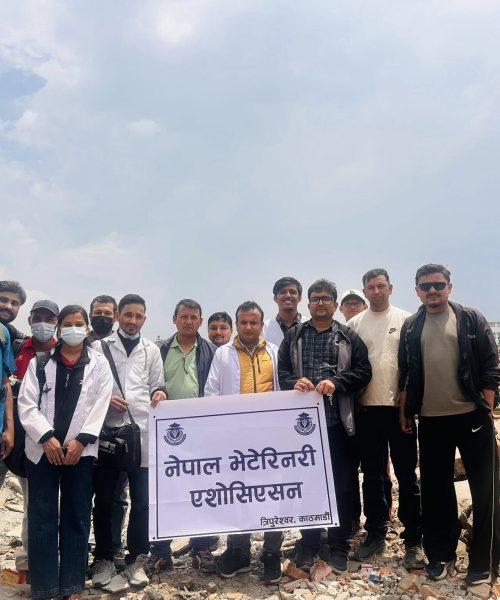 सुकुम्बासी बस्तीमा पशु उद्धार तथा उपचार अभियान तीव्र ।नेपाल भेटेरिनरी एसोसिएसन ।All For Paws।