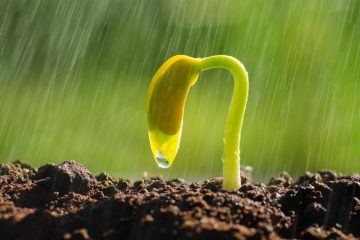 वैज्ञानिक खोज : बीउहरूले पानी होइन, पहिले सुन्छन् वर्षाको आवाज