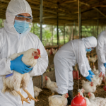 गोकर्णेश्वरका तीन वडामा H5N1 बर्ड फ्लु पुष्टि:किसान र स्थानीयलाई सतर्क रहन आग्रह