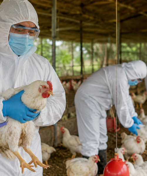 गोकर्णेश्वरका तीन वडामा H5N1 बर्ड फ्लु पुष्टि:किसान र स्थानीयलाई सतर्क रहन आग्रह