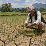 यो वर्ष खडेरीको सम्भावना बढेपछि : मन्त्रालयद्वारा सुख्खा सहन सक्ने धानका जात प्रयोग गर्न आग्रह