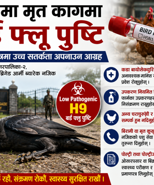काभ्रेमा मृत कागमा बर्ड फ्लु पुष्टि, पोल्ट्री क्षेत्रमा उच्च सतर्कता अपनाउन आग्रह
