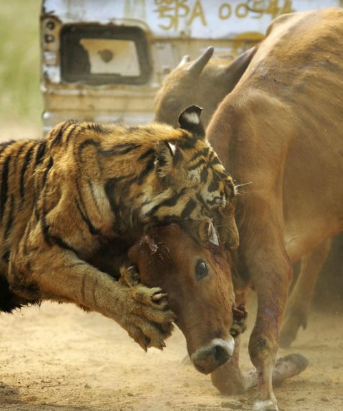 मुस्ताङमा वन्यजन्तुको त्रास: चार वर्षमा २३९ पशुधनको क्षति