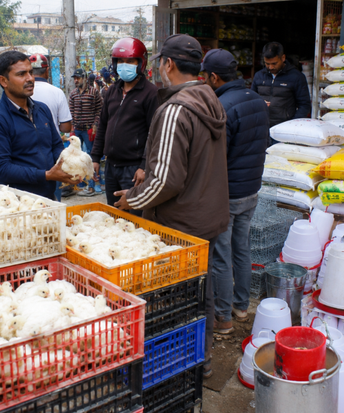 इलाममा बर्ड फ्लु प्रतिबन्ध हटाइयो, पन्छीजन्य वस्तुको ओसारपसार पुनः सञ्चालनमा