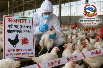 बर्ड फ्लुबाट ५ लाख ६९ हजार पन्छी नष्ट: काठमाडौंमा बर्ड फ्लु नियन्त्रण चुनौतीपूर्ण बन्दै