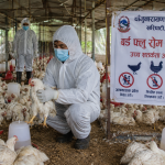 भक्तपुरको चाँगुनारायणमा बर्ड फ्लु पुष्टि :उच्च सतर्कता अपनाउन नगरपालिकाको आग्रह