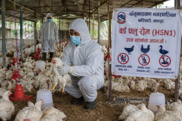 भक्तपुरको चाँगुनारायणमा बर्ड फ्लु पुष्टि :उच्च सतर्कता अपनाउन नगरपालिकाको आग्रह