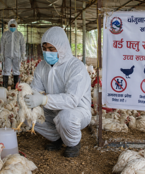 भक्तपुरको चाँगुनारायणमा बर्ड फ्लु पुष्टि :उच्च सतर्कता अपनाउन नगरपालिकाको आग्रह
