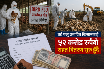 बर्ड फ्लूले डुबायो एक अर्बभन्दा बढीको लगानी:किसानलाई ५२ करोडको राहत वितरण सुरु हुँदै
