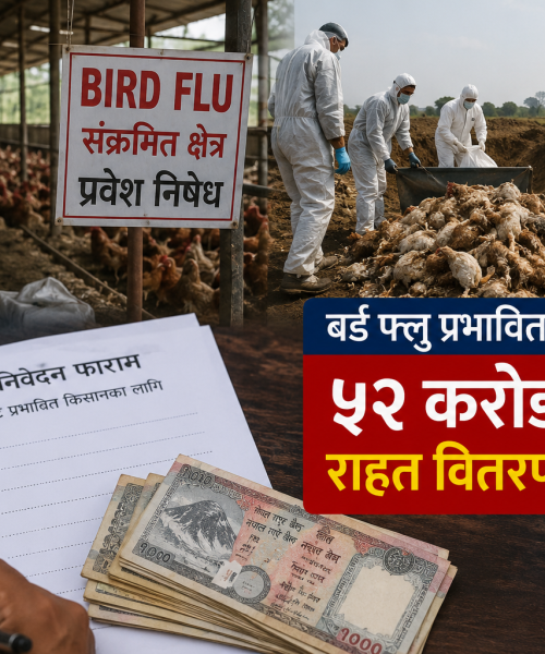 बर्ड फ्लूले डुबायो एक अर्बभन्दा बढीको लगानी:किसानलाई ५२ करोडको राहत वितरण सुरु हुँदै