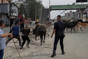 स्नेहा श्रेष्ठको पहलपछि बुटवल उपमहानगरलाई गाई संरक्षण सुनिश्चित गर्न सर्वोच्चको निर्देशन