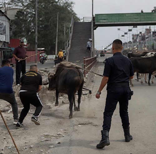 स्नेहा श्रेष्ठको पहलपछि बुटवल उपमहानगरलाई गाई संरक्षण सुनिश्चित गर्न सर्वोच्चको निर्देशन