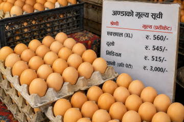 ११ दिनमै दोस्रोपटक अण्डा फेरि महँगियो :लगातार मूल्यवृद्धिको चपेटामा उपभोक्ता
