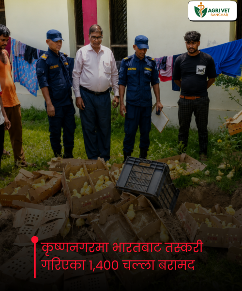 कृष्णनगरमा भारतबाट तस्करी गरिएका १,४०० चल्ला बरामद
