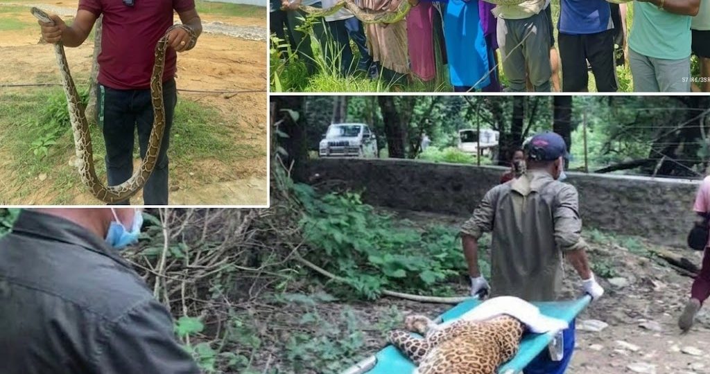 देउखुरीमा ४३१ सर्पसहित ४४७ वन्यजन्तुको सफल उद्धार