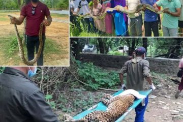 देउखुरीमा ४३१ सर्पसहित ४४७ वन्यजन्तुको सफल उद्धार